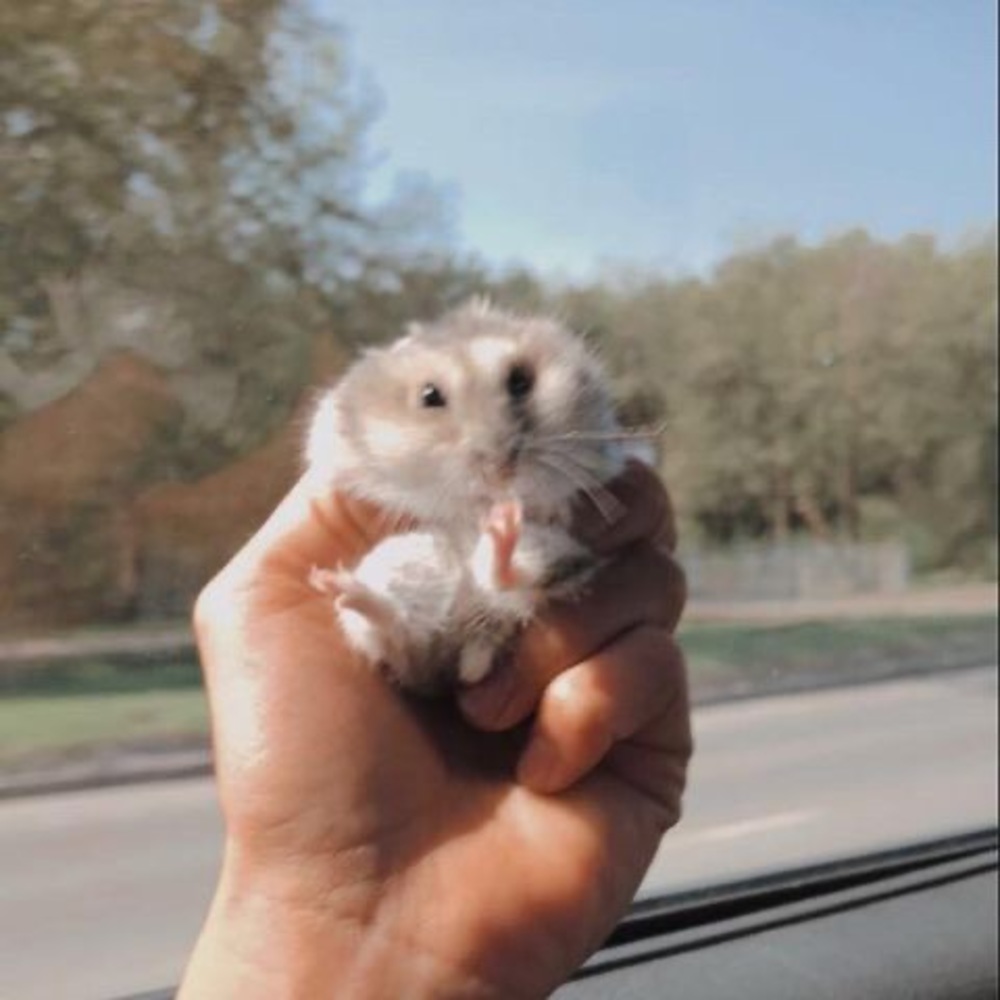 Meet your Posher, Flo